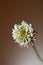 White wild flower blossom close up botanical background Trifolium alexandrinum family leguminosae high quality big size print