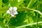 White wild flower of forest mallow