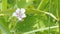 White wild flower of forest mallow