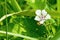 White wild flower of forest mallow