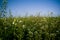 White Wild Flowers