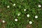 White wild flowers birch bindweed in green grass. Natural background in the garden