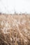 White Wild Flowers and Dried High Grasses in Mascatatuck County