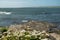 White wild flowers grow by the ocean on a rough stone terrain in focus. West coast of Ireland. Atlantic ocean in the background