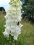 White wild foxglove in nature with bee pollinating flower