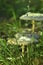 White wild fungus mushroom rain