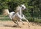 White wild Horse