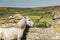 White wild horse overlooking countryside and farmlands