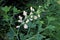 White Wild Indigo  17531