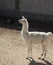 White wild llama in zoo. Nature animals and pets.