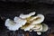 White wild mushroom on black burnt trunk