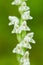 White wild orchid Creeping Lady\'s-Tresses, Goodyera repens, flowering European terrestrial wild orchid