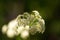 White Wild Parsley Flowers