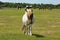 White wild pony with brown face The New Forest Hampshire England UK