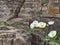 White wild poppies growing on the rocky seashore