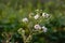 White wild raspberry flowers, selective focus - Rubus idaeus