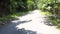 White wild road with green tree shadows and falling leaves