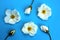 White wild rose flower buds laid out on a table