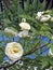 White Wild Rose Flowering