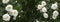 White wild rose standard blossom panoramic photography background banner header