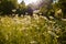 White wild summer flowers on a sun-drenched meadow