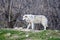 White Wild wolf in a forrest