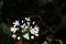 White wildflower Allium neapolitanum, Neapolitan garlic, Naples garlic, wood garlic on a dark background