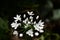 White wildflower Allium neapolitanum, Neapolitan garlic, Naples garlic, wood garlic on a dark background