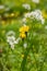 White wildflower Allium neapolitanum, Neapolitan garlic, Naples garlic, wood garlic and yellow dandelion