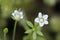 White wildflower, Cowichan Valley, Vancouver Island, British Columbia