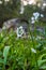 White wildflower just opening up Allium neapolitanum, Neapolitan garlic, Naples garlic, wood garlic on a dark background