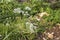 white wildflower Scandix iberica or Venus\\\' Comb growing in Israel