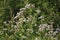 White wildflowers of Anise Pimpinella anisum.