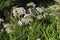 White wildflowers of Anise Pimpinella anisum.