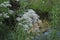 White wildflowers of Anise Pimpinella anisum.