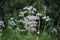 White wildflowers of Anise Pimpinella anisum.