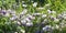 White wildflowers. Astragalus arenarius, the sand milk-vetch or sand milkvetch