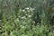 White wildflowers and cattails in Wilmington, Delaware