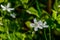 White wildflowers of Claytonia sibirica in shady forest