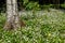 White wildflowers of Claytonia sibirica in shady forest