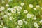 white wildflowers in the meadow many flowers