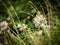 White Wildflowers in Shenandoah National Park