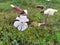 White wildflowers silene latifolia