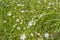 White wildflowers Stellaria media in the mountains