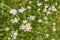 White wildflowers Stellaria media in the mountains