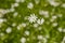 White wildflowers Stellaria media in the mountains