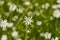 White wildflowers Stellaria media in the mountains