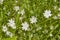 White wildflowers Stellaria media in the mountains