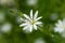 White wildflowers Stellaria media in the mountains