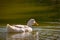 White wildlife goose bird at the lake swimming calm and relax environment nature background